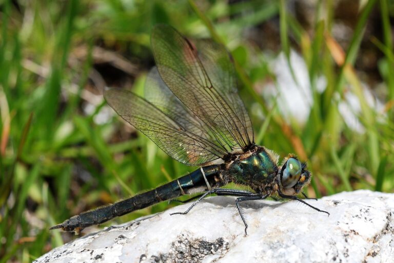 Lesklice horská (Somatochlora alpestris)