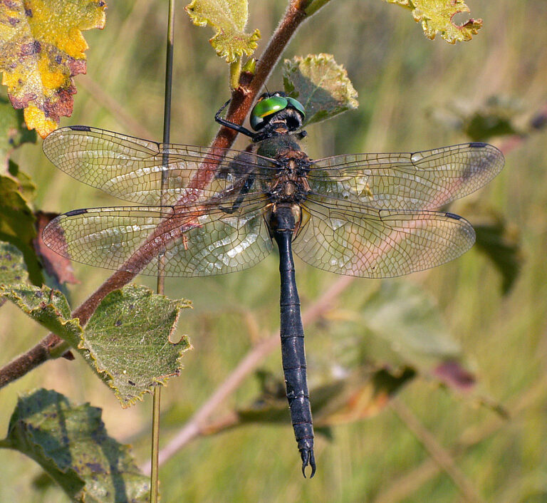 Lesklice severská (Somatochlora arctica)