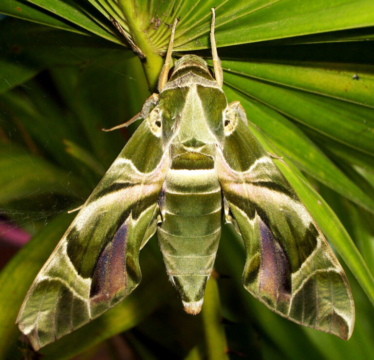Lišaj oleandrový (Daphnis nerii)