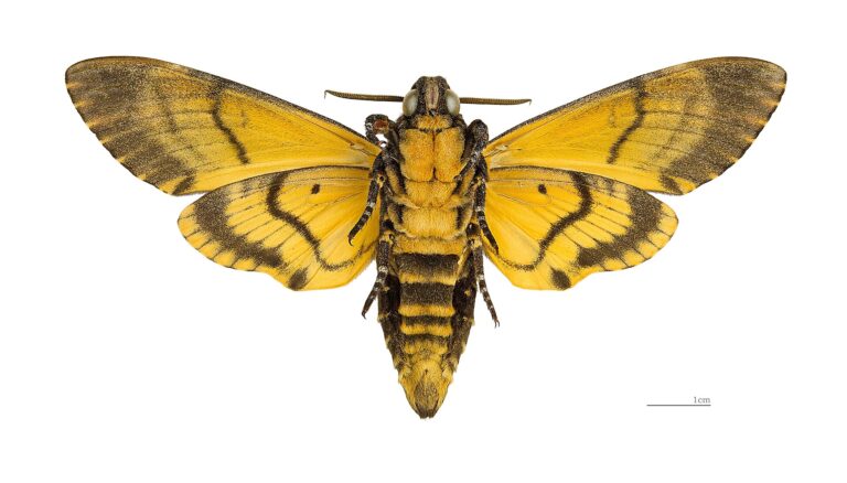 Lišaj smrtihlav (Acherontia atropos)