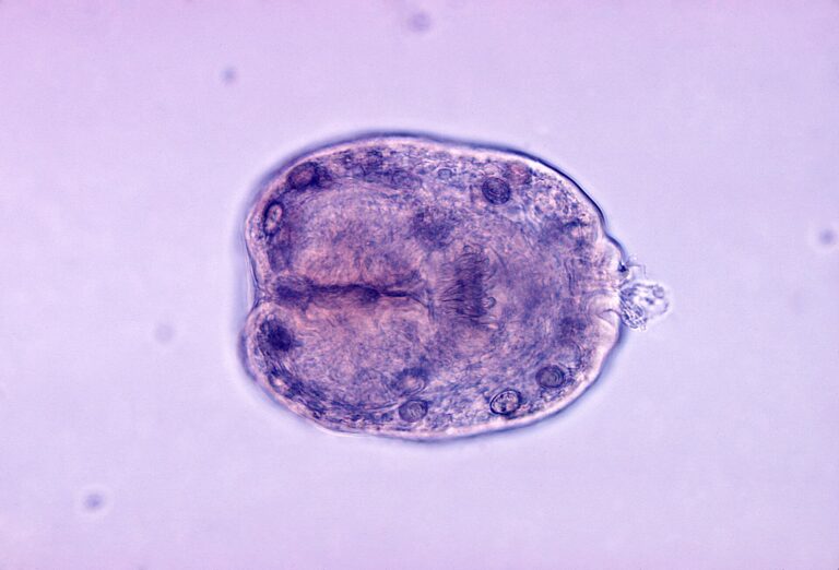 Měchožil zhoubný (Echinococcus granulosus)