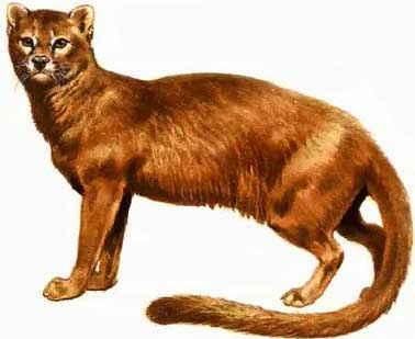 Proailurus