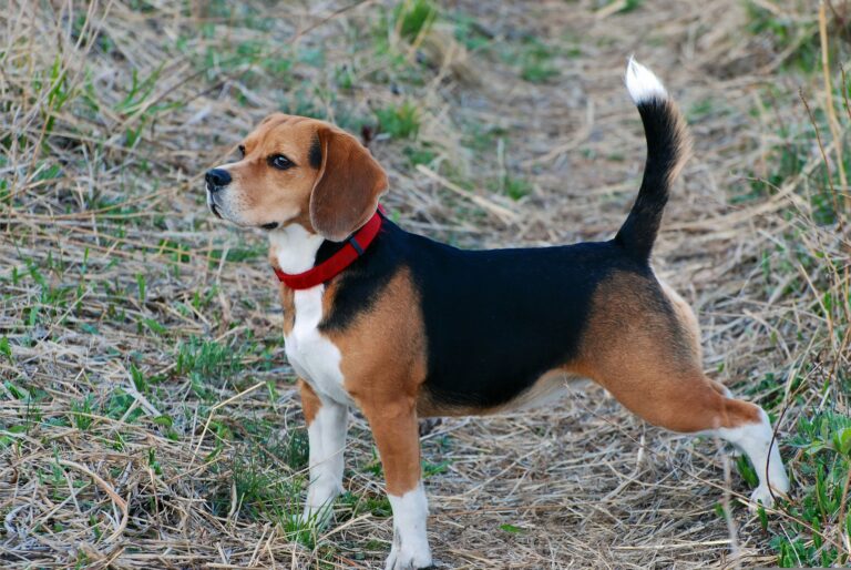 beagle-harrier
