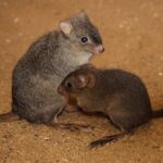 bettongia-penicillata