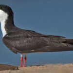 black_skimmer_rynchops_niger588