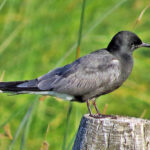 black_tern-4