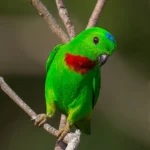 blue-crowned-hanging-parrot-130317-105eos1d-fy1x8618.jpg