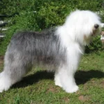 bobtail_ezv04rw-1000-1000