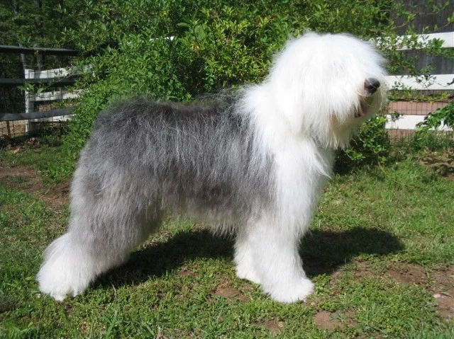 Bobtail