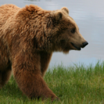 brown_bear_ursus_arctos_arctos_smiling-e1611949054999.jpg