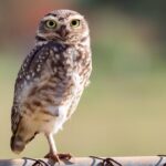 burrowing-owl-athene-cunicularia-speotyto-cunicularia-portrait_425154-331