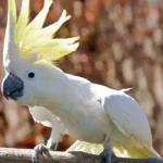 cacatua-ophthalmica
