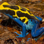 caresheet_dendrobates_tinctorius_11-scaled