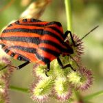 Graphosoma lineatum