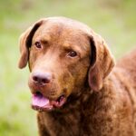 chesapeake-bay-retrivr