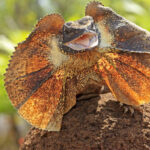 Frill-necked lizard (Chlamydosaurus kingii), with collar spread in threat display