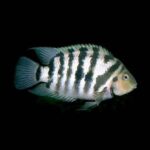 cichlasoma-nigrofasciatum-5-6cm