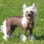 cinsky-chocholaty-wiki