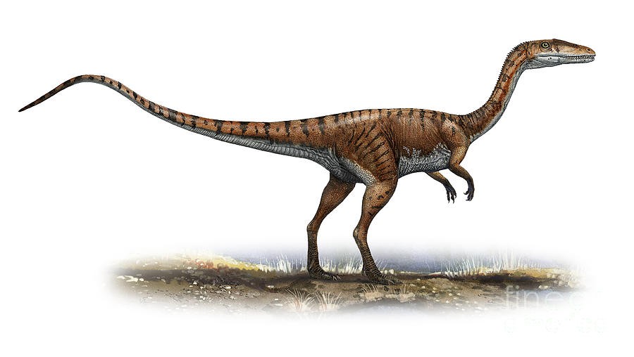 Coelophysis