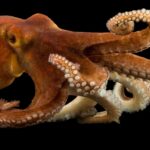common-octopus_thumb_4x3