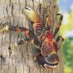 crabe-de-cocotier-Birgus-latro-credit-Philippe-BACCHET.png