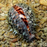 cypraea-tigris2.jpg
