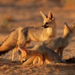 depositphotos_20040375-stock-photo-cape-fox-family