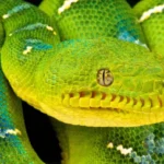 depositphotos_200958048-stock-photo-corallus-caninus-emerald-tree-boa