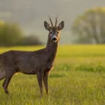 depositphotos_239245914-stock-photo-roe-deer-capreolus-capreolus-buck