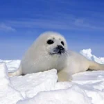 depositphotos_350769526-stock-photo-harp-seal-pagophilus-groenlandicus-pup
