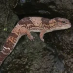depositphotos_624849996-stock-photo-african-fat-tailed-gecko-sunbathing