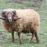 depositphotos_9342053-stock-photo-ram-skudde-ovis-ammon-f