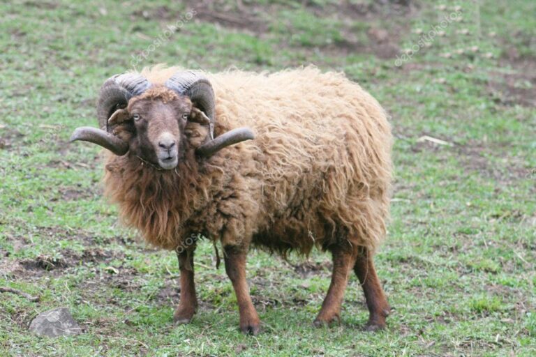 depositphotos_9342053-stock-photo-ram-skudde-ovis-ammon-f