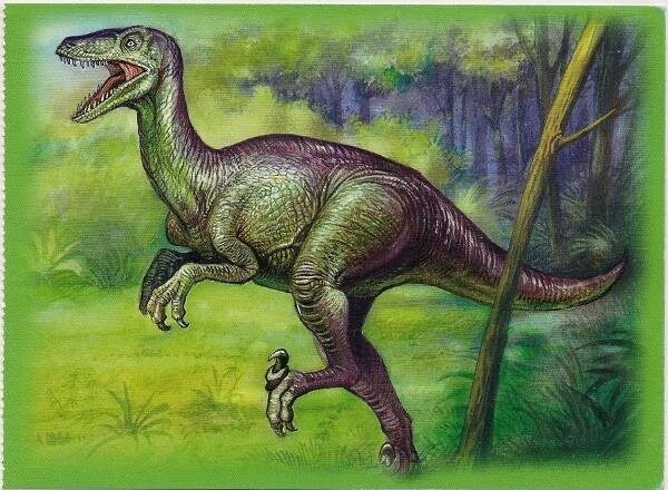 Elopteryx