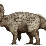 eotriceratops.jpg