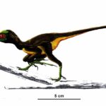 epidendrosaurus_899x600_3f90