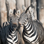 equus-quagga-chapmani