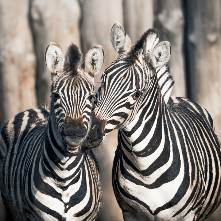 Zebra chapmanova