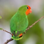 exp_agapornis-oranzovohlavy