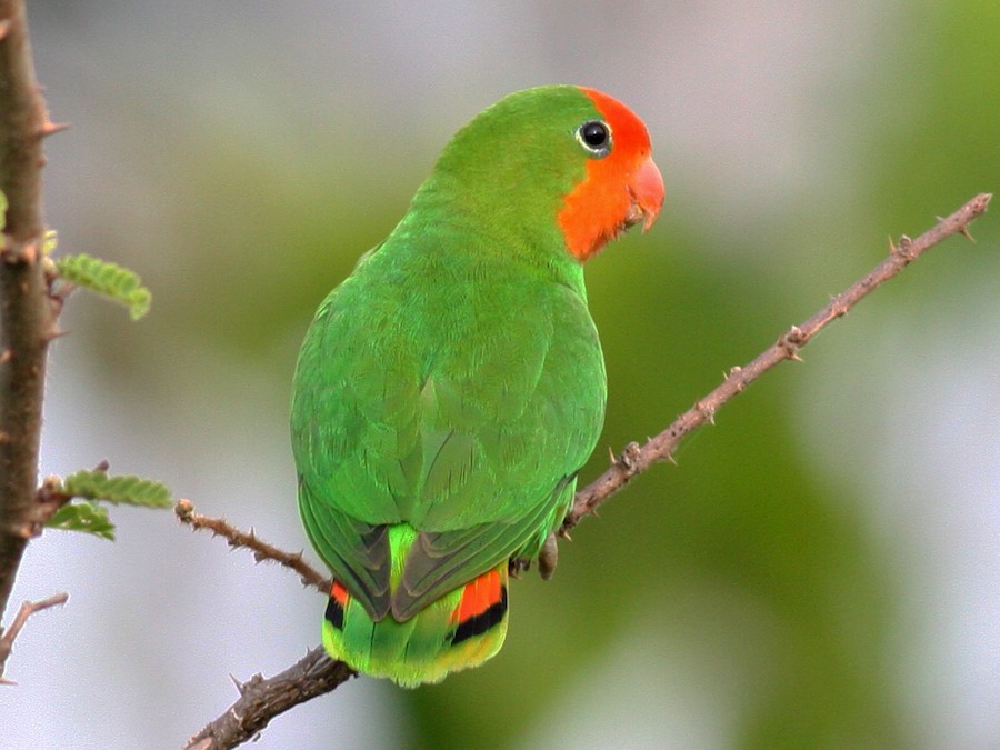 Agapornis oranžovohlavý
