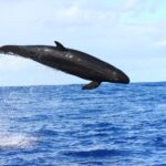 false_killer_whale