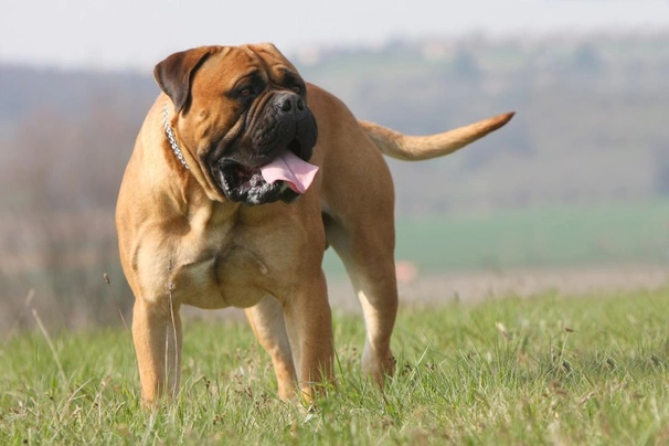 Bullmastif