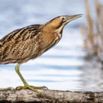 great-bittern-botaurus-stellaris-europe-hungary-my-wildlife-v0-hmrixevm55a81.jpg