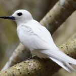 gygis-alba