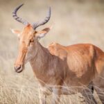 hartebeest