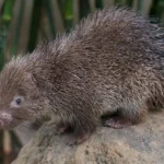 hystrix-pumila
