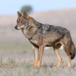 iberian-wolf-canis-lupus-signatus-zamora-spain_563495-13
