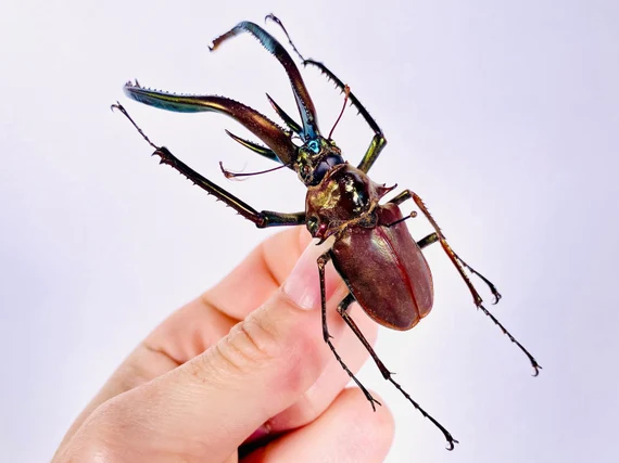 Chiasognathus granti