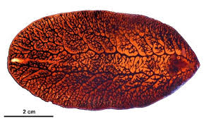 Fascioloides magna