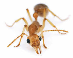 Martialis heureka